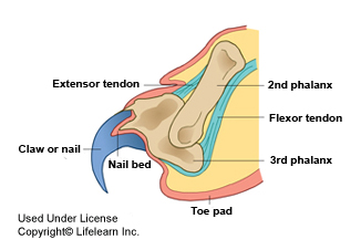 declawing cats diagram